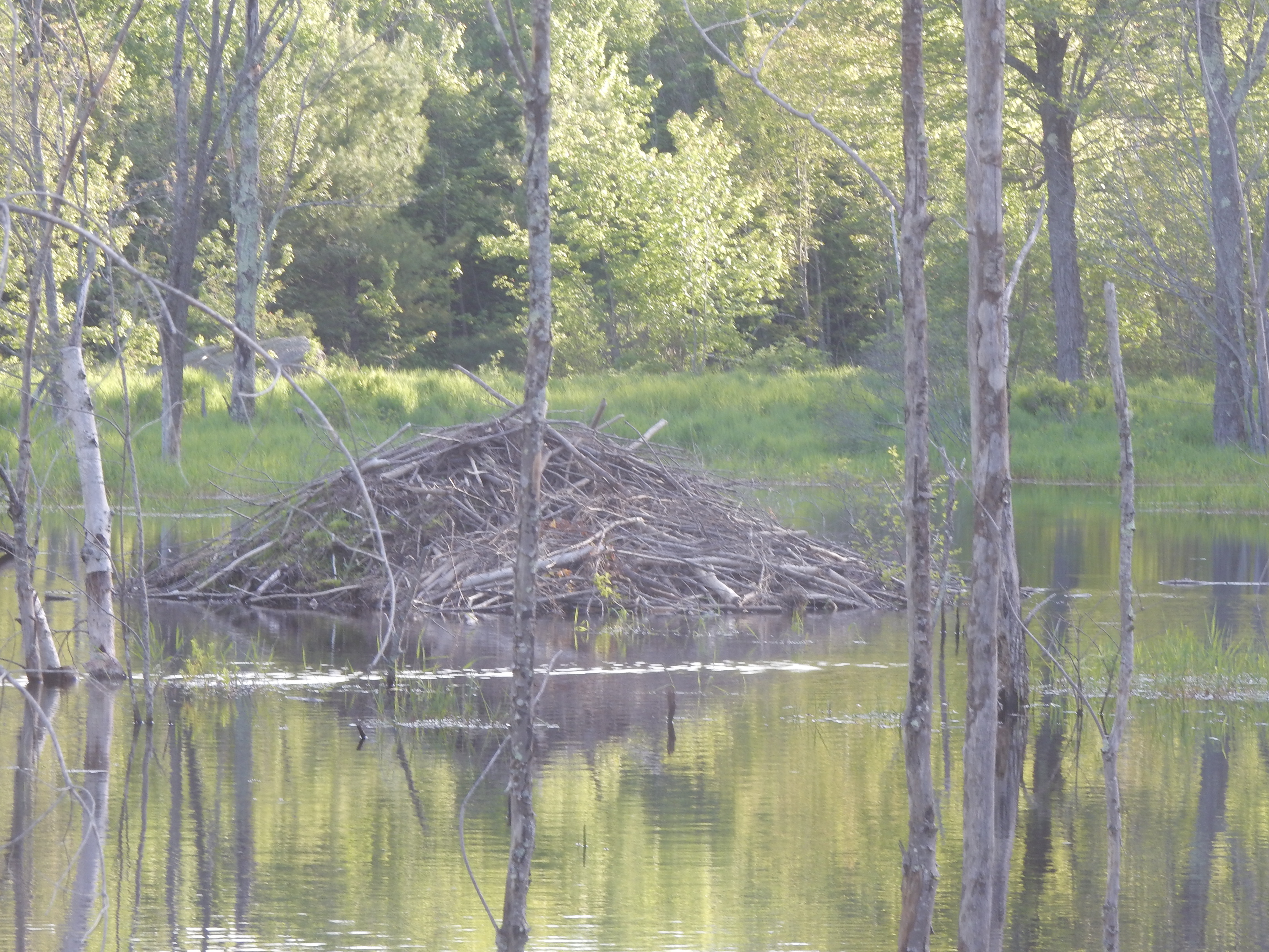 Beaver Lodge